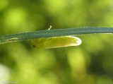 Leafhopper (<em>Chlorotettix</em> sp.)