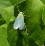 Coppery leafhopper (<em>Jikradia olitoria</em>)