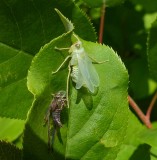 Leafhoppers (Cicadellidae)