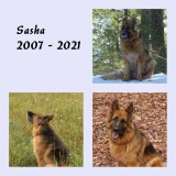 Sasha - 2007 - 2021