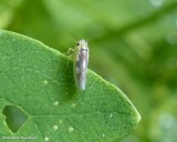 Leafhopper (subgenus macrosteles)