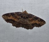 Colorful zale moth  (<em>Zale minerea</em>), #8697