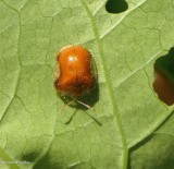 Tortoise beetle