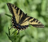 Canadian tiger swallowtail butterfly (<em>Papilio canadensis</em>)