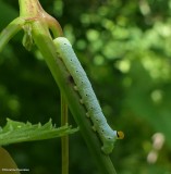 Abbotts sphinx   (<em>Sphecodina abbottii</em>), #7870