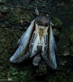 Black-rimmed prominent moth  (<em>Pheosia rimosa</em>), #7922