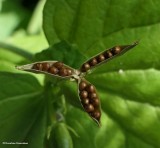Seeds