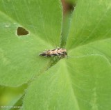 Twirler moth (Aristotelia)