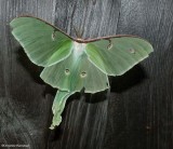 Luna moth (<em>Actias luna</em>), #7758