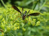 Cranefly (<em>Ctenophora</em> sp.)