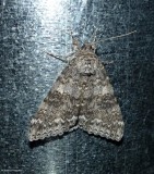 Semirelict underwing moth  (<em>Catocala semirelicta</em>), #8821