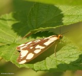 Confused haploa moth (<em>Haploa confusa</em>), #8112