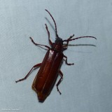 Brown Prionid beetle   (<em>Orthosoma brunneum</em>)