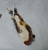 Beautiful wood nymph moth (<em>dryas grata</em>), #9301