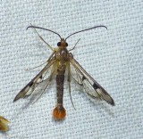 Maple callus borer moth (<em>Synanthedon acerni</em>), #2554
