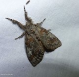 Sharp-lined tussock moth  (<em>Dasychira dorsipennata</em>), #8293
