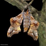 Small-eyed sphinx moth  (<em>Paonias myops</em>), #7825