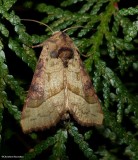 Figwort borer moth (<em>Hydraecia stramentosa</em>), #9516