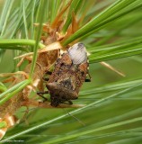 Predatory stinkbug (Podisus serieventris)