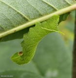 Blinded sphinx moth caterpillar (<em>Paonias excaecata</em>), #7824