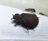 Hide beetle (<em>Trox</em> sp.)