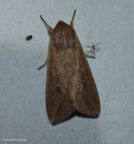 White speck moth  (<em>Mythimna unipuncta</em>), #10438