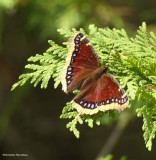 Mourning cloak butterfly (<em>Nymphalis antiopa</em>)