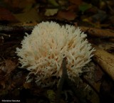 Coral fungi (<em>Ramaria</em> ?)