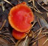 Waxcap mushroom (<em>Hygrocybe</em>)