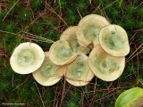 Mushrooms (<em>Lactarius</em>)