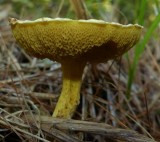 Bolete mushroom