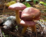 Brittlegills mushroom (<em>Russula</em>)
