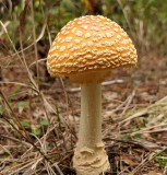 Amanita