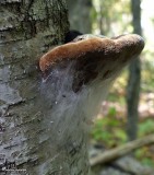 Bracket fungus