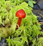 Waxcap mushroom (Hygrocybe)