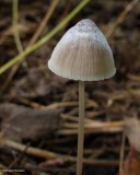 Mushroom (<em>Mycena</em>)