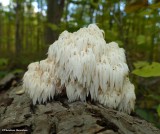 Tooth fungus (Hericeaceae)