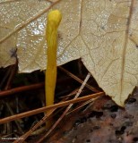 Coral fungus?