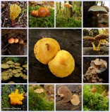 Fall Fungi