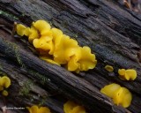 Yellow Fairy Cup fungi (<em>Calycina citrina</em>)