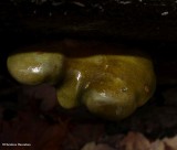 Mushroom (Sarcomyxa)