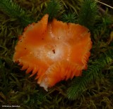  Orange Gilled Waxcap (<em>Humidicutis marginata</em>) 