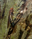 Pigeon horntail (Tremex columba)