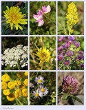 Wildflowers, Ferns, Grasses, Trees and Shrubs (18 Galleries)