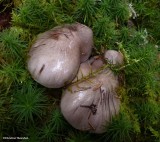 Mushroom (<em>Tricholoma</em> sp.)