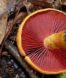 Surprise webcap mushroom (<em>Cortinarius semisanguineus</em>)