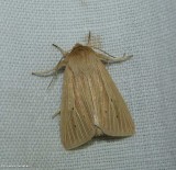 Lesser wainscot moth  (<em>Mythimna oxygala</em>), #10436