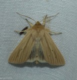Lesser wainscot moth  (<em>Mythimna oxygala</em>), #10436
