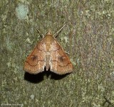 Mint root borer moth  (<em>Fumibotys fumalis</em>), #4950