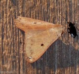 Red-lined panopoda moth (<em>Panopoda rufimargo</em>), #8587